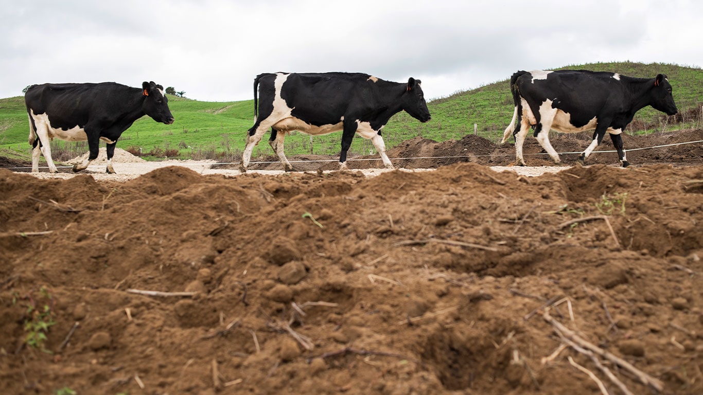 Cows in a field