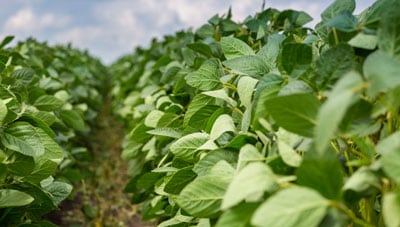 close up of soybean field