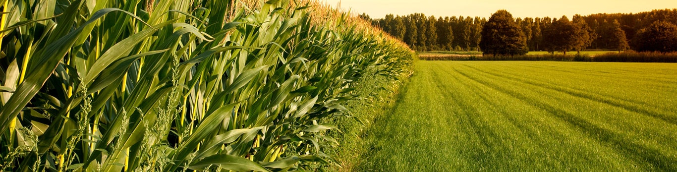Landscape view of field of corn