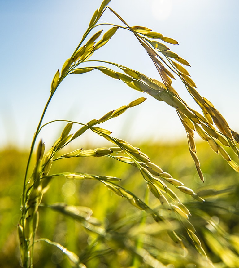 Photograph of a plant in a green field