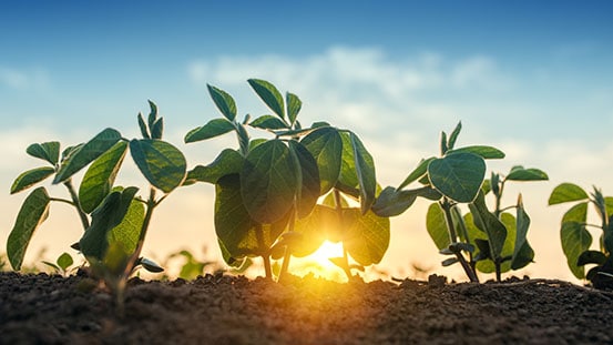 Close up of crops beginning to grow in the field with sun in background.