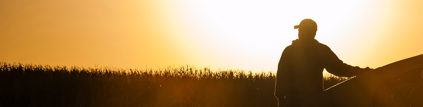 Grain field in the sunset