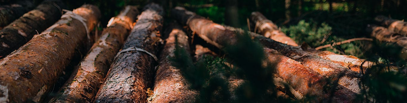 Logs in a pile by the roadside