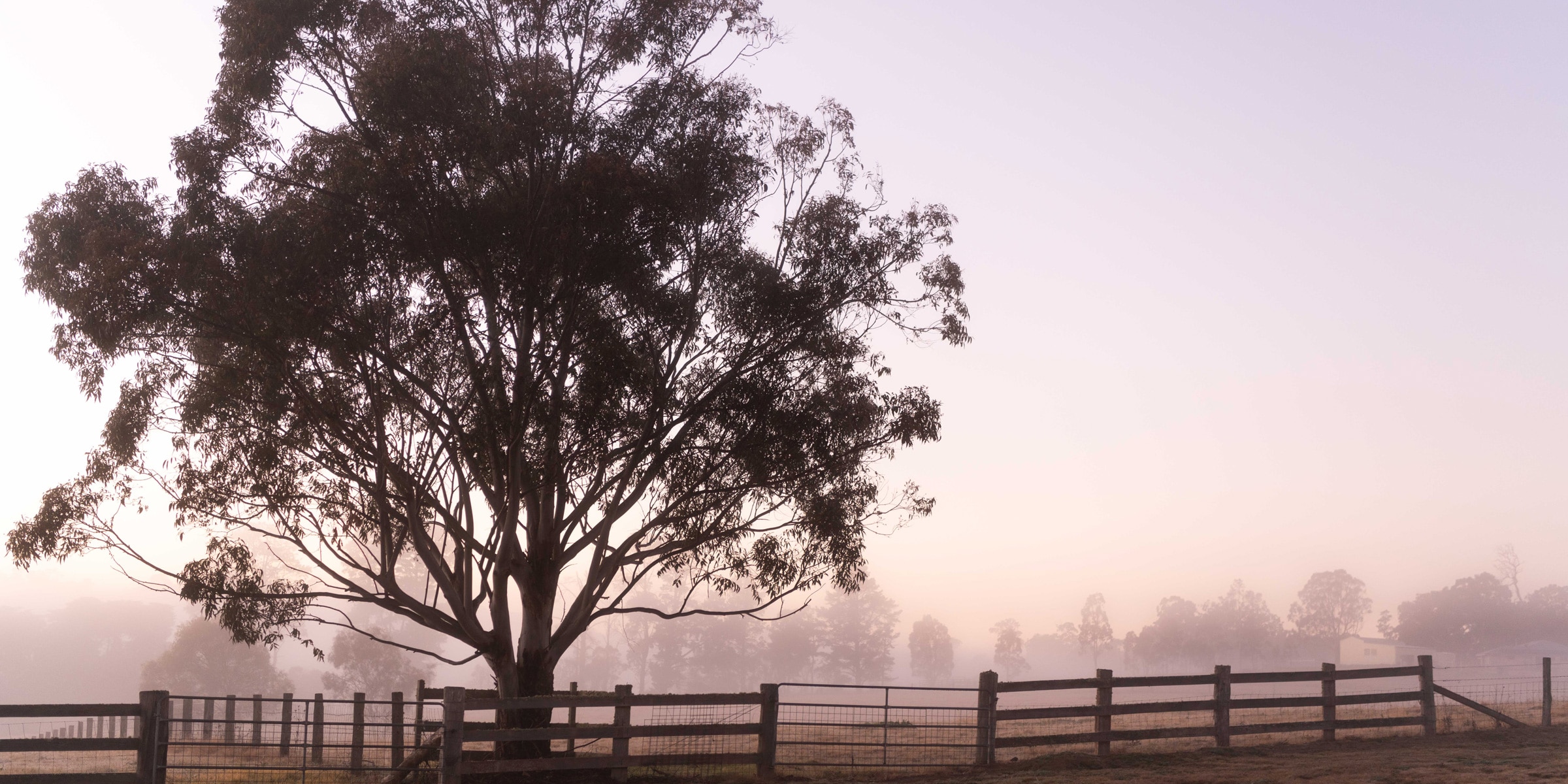 Landscape of paddock fence and tree on a hazy morning