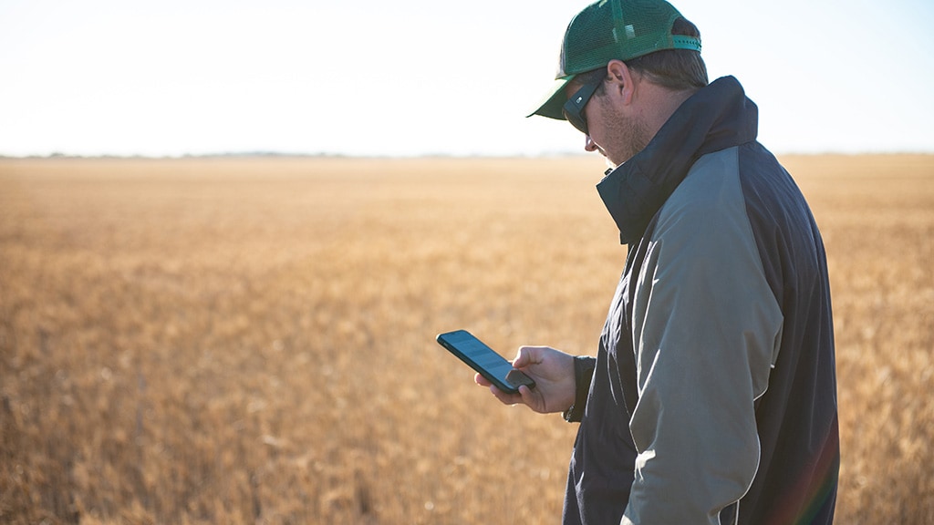 Man in a grain field looking at a phone